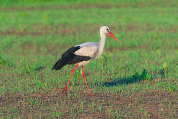 Bocian szukający pożywienia na skoszonej łące.