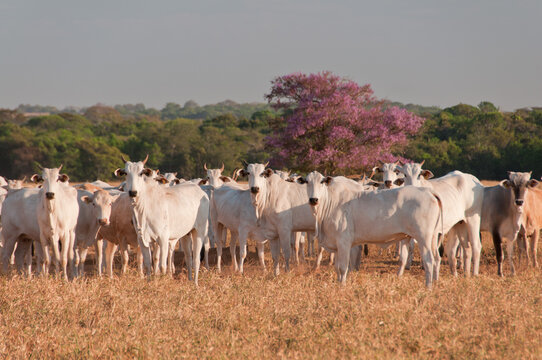Gado Nelore concentrado branco no pasto com ip&ecirc;-roxo ao fundo