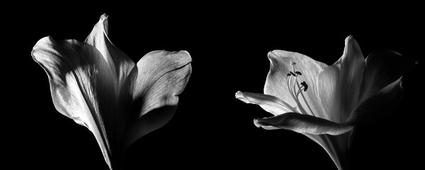 amarylis flower in black and white