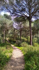 A pedestrian pathway across the fields of la Puebla del Río, Seville, Spain