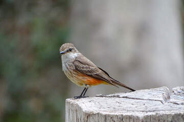 Bird Scarlet Flycatcher (Female)