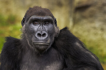 2021-03-10 CLOSE PHOTOGRAPH OF A LARGE MALE GORILLA