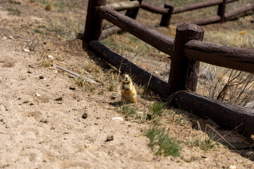 A Prairie dog eating and looking at the camera 