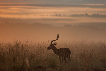 Impala silhouetted at sunrise with mist over the plains and over the river Mara, Masai Mara National Reserve, Kenya