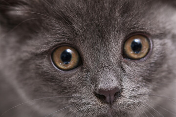 Small gray kitten with yellow eyes. Long-haired cute cat.