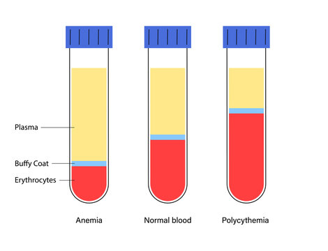 Blood structure concept