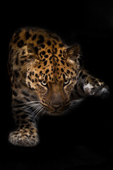 Fototapeta na wymiar Lies and looks close red cat leopard
