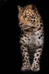 Fototapeta na wymiar A calm and confident leopard looks condescendingly