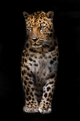 Slender big cat leopard is standing straight and looking