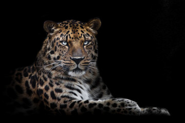 Fototapeta na wymiar powerful beast leopard majestically sits