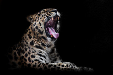 Hungry leopard, Amur Far Eastern with open mouth
