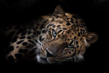 Hungry look leopard face obliquely