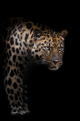 Fototapeta na wymiar stepping forward from the night leopard
