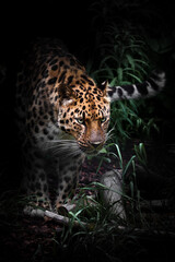the Far Eastern Amur leopard emerges from the night forest