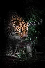 Foto auf Acrylglas der fernöstliche Amur-Leopard taucht aus dem Nachtwald auf © Mikhail Semenov