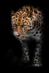 Menacingly looking out of the darkness red leopard