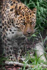 Fototapeta na wymiar A bright, clear-eyed Amur Far Eastern leopard peeps out from green