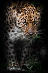 Plakat leopard looks dangerously with appraising eyes from the darkness