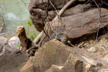 A fat squirrel on a rock