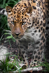 Fototapeta na wymiar Clear eyes and spotted hair of a handsome Far Eastern leopard