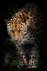Fototapeta na wymiar muzzle and paws from the darkness of a leopard over green