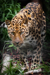 Fototapeta na wymiar confidently in the semi-darkness there is a full face leopard