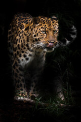 Fototapeta na wymiar licks its lips in the dark African predator half-turned