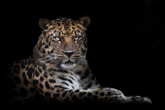 powerful beast leopard majestically sits
