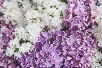 natural background of white and purple blooming lilacs close-up