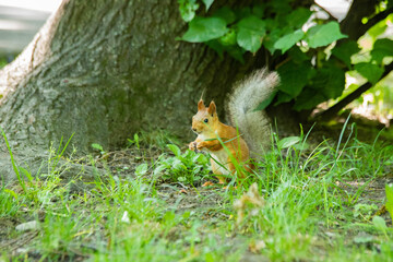 red squirrel in the grass