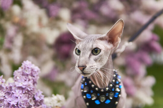 beautiful peterbald cat walks on a leash on a blurred natural background of blooming lilac