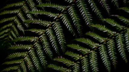 green fern leaves background