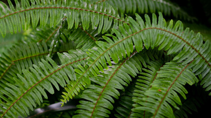 green fern leaves background