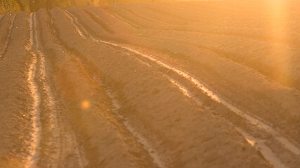 Field at sunset