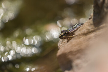 A frog perched on a stone at the edge of a pond
