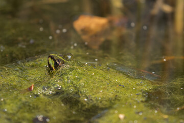 A frog in the pond