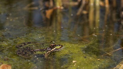 frog in the water