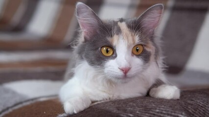 Funny domestic cat in armchair. A view of a tabby funny cat on the big sofa.