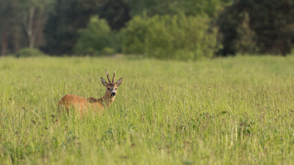 Roe deer in the meadow