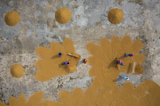 Aerial view of farmers working on rice field draining and drying rice at sunlight, Dhamrai, Dhaka, Bangladesh.