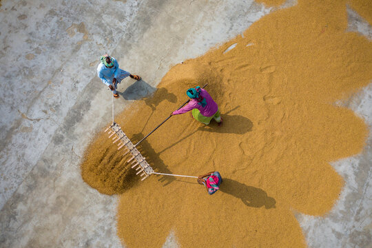 Aerial view of farmers working on rice field draining and drying rice at sunlight, Dhamrai, Dhaka, Bangladesh.