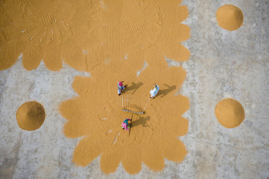 Aerial view of farmers working on rice field draining and drying rice at sunlight, Dhamrai, Dhaka, Bangladesh.