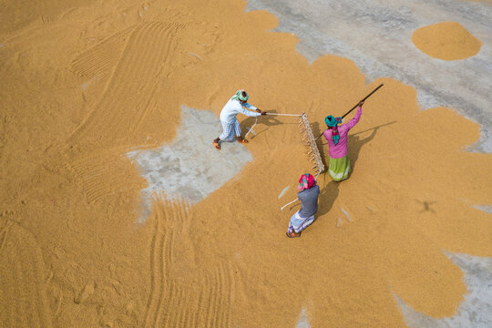 Aerial view of farmers working on rice field draining and drying rice at sunlight, Dhamrai, Dhaka, Bangladesh.