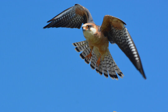 Falco cuculo