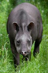 tapir on green background goes straight