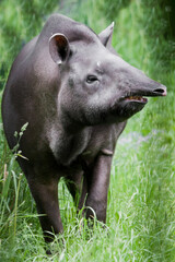 Strange animal tapir with snout sticking straight ahead,