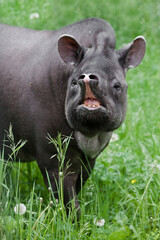 Nostrils protrude forward on the raised proboscis of the tapir muzzle