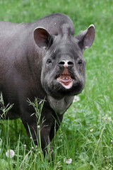 Raised nose and bares teeth unusual beast tapir full face,