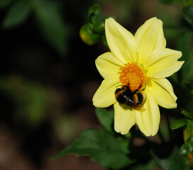 A Bee collecting nectar on a yellow flower.