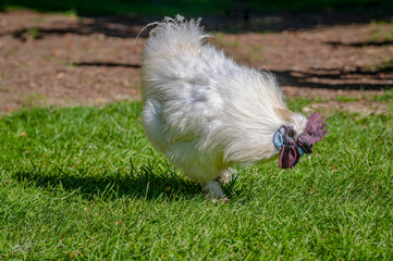 Silkie chicken, also known as silky or Chinese silk chicken